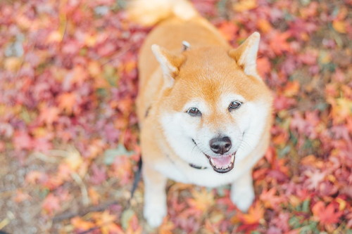 落ち葉の上で見上げる柴犬