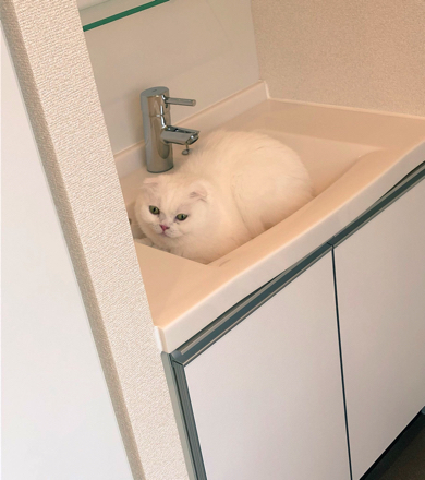 スコティッシュ