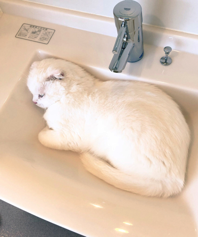 独立洗面所にシンデレラフィットする猫ちゃん