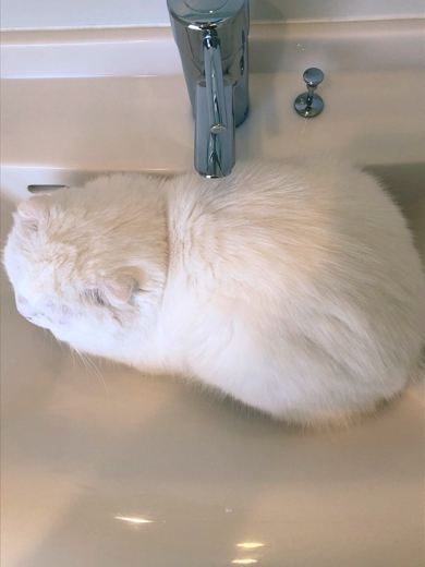 洗面所内でさまざまな体制を試す猫ちゃん