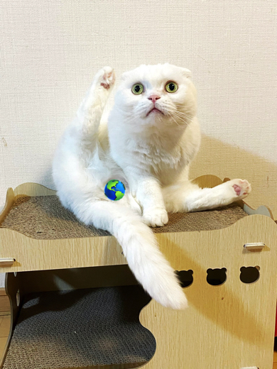 大事なところを見せちゃう猫ちゃん