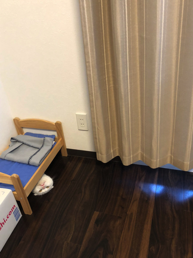 ベッド下から現れる猫ちゃん
