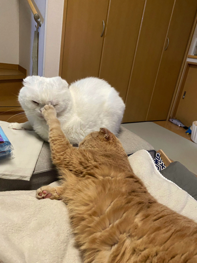 猫ちゃん同士のモフモフタイム