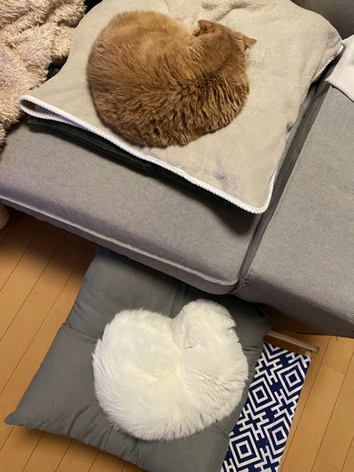 シンクロする2匹の猫ちゃん