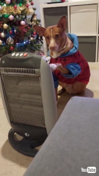 ヒーターを揺らす犬