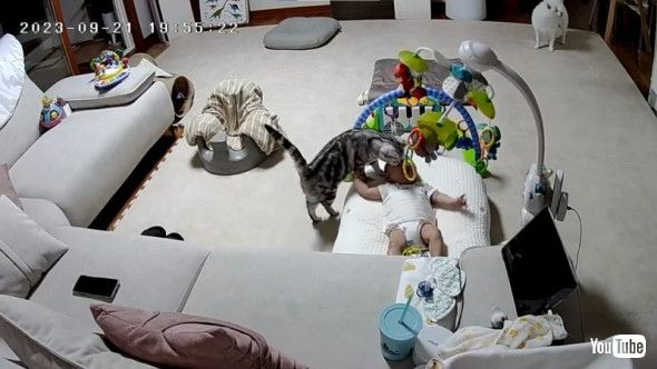 泣いている赤ちゃんのもとへ駆け付ける猫