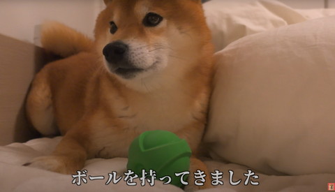 ボールを持ってきました