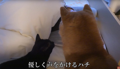 黒猫と柴犬の後頭部