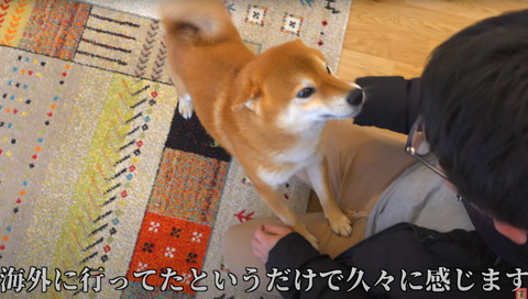 ヒコーキ耳でヒザに乗るワンコ