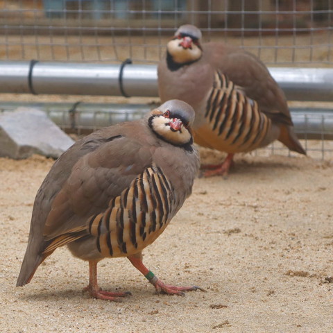 カメラ目線イワシャコ2羽