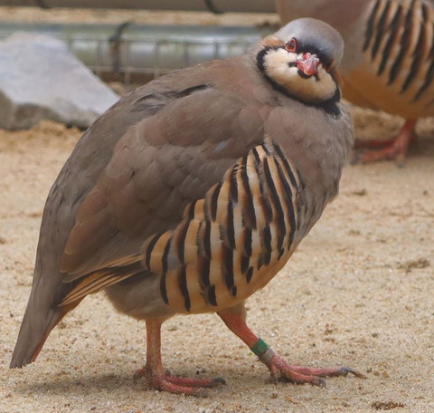 決めポーズイワシャコトリミング