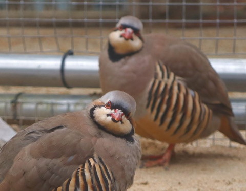 カメラ目線イワシャコ2羽トリミング