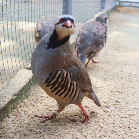 首を伸ばすイワシャコ