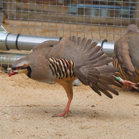 ストレッチしてるイワシャコ