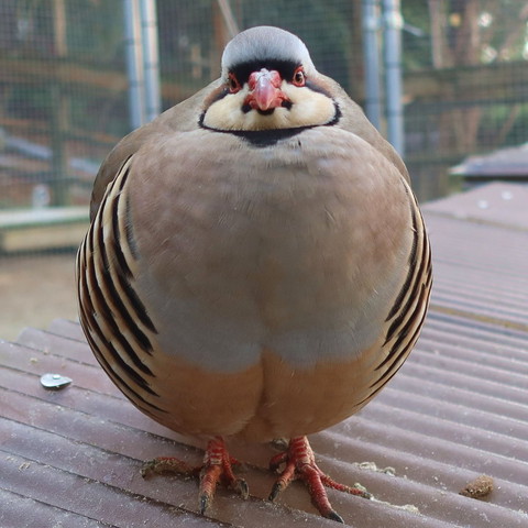 イワシャコ正面