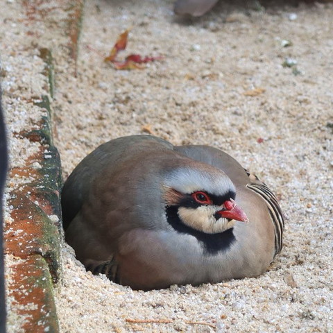 液体化したイワシャコ