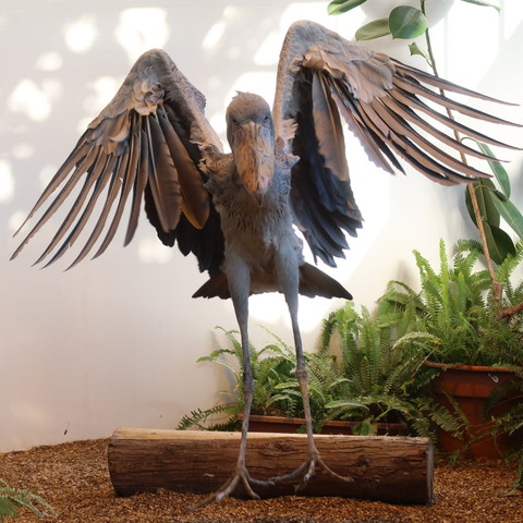 翼を掲げるハシビロコウ