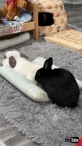 ベッドを取り合うウサギたち