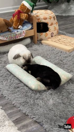 ベッドを取り合うウサギたち