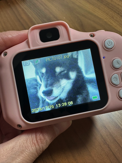 ２歳児が撮った愛犬の姿