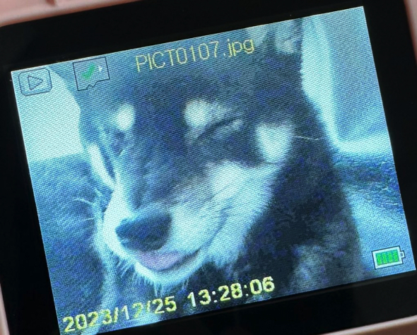 画面の中には穏やかな表情の黒豆柴の姿が