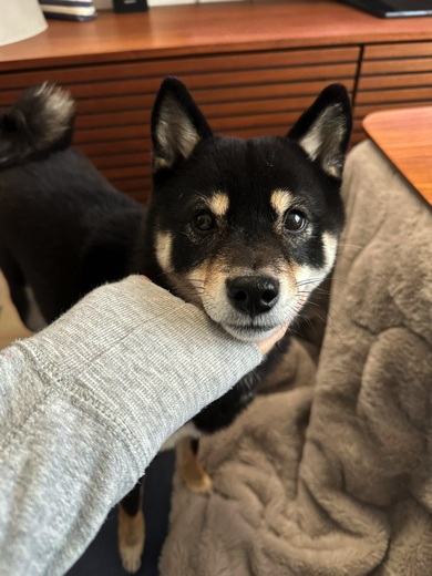 あごのせ黒豆柴