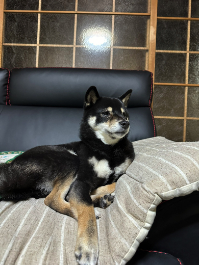 飼い主さんの実家でくつろぐ黒豆柴