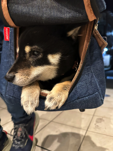 キャリーバッグに収まる黒豆柴