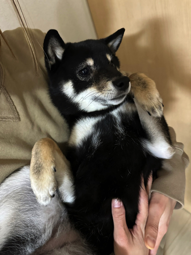 抱っこされる黒豆柴