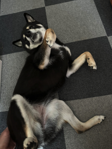 なでてほしい黒豆柴