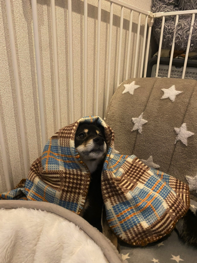 頭巾をかぶる黒豆柴