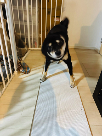 犬ドリルをする黒豆柴