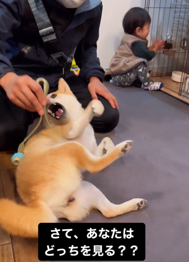 マッサージされるワンコとイタズラを楽しむ1歳児