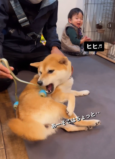 マイペースなワンコと1歳児