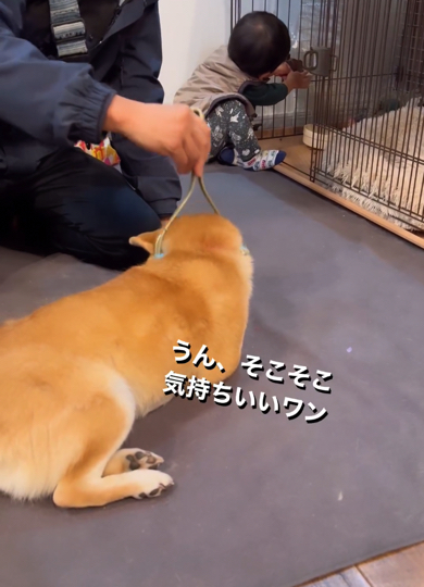 気持ちよさそうにマッサージを受けるワンコ