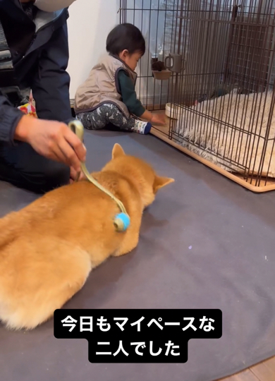 自由気ままなワンコと1歳児にほっこり