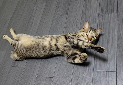 寝転がって前足突き出してる猫