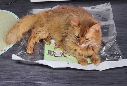 袋に乗る猫ちゃんトリミング