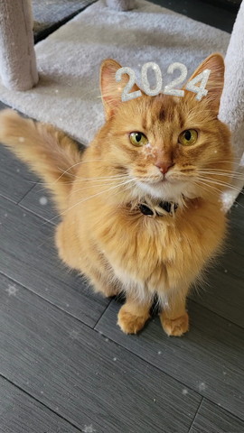 2024猫ちゃん