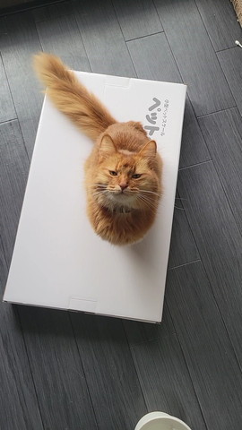箱に乗る猫
