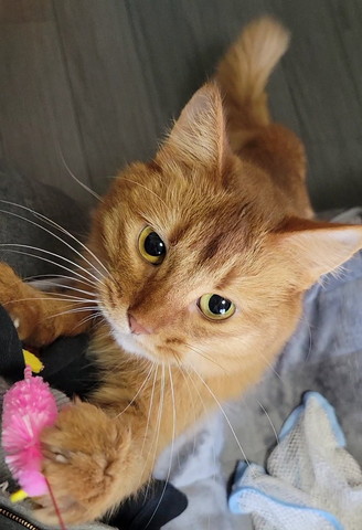 遊んでる猫アップ