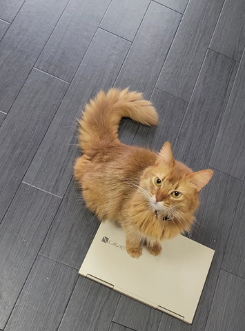 パソコンに前足乗せる猫ちゃん