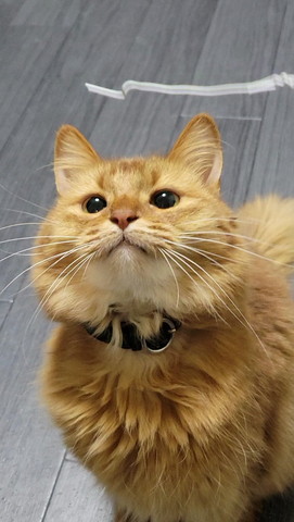 見上げる猫ちゃんアップ