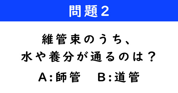 ねとらぼ　2択クイズ　ダンジョン