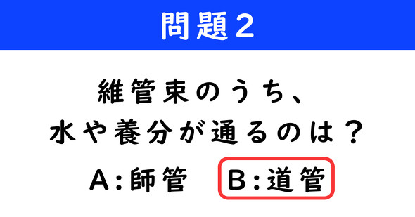 ねとらぼ　2択クイズ　ダンジョン