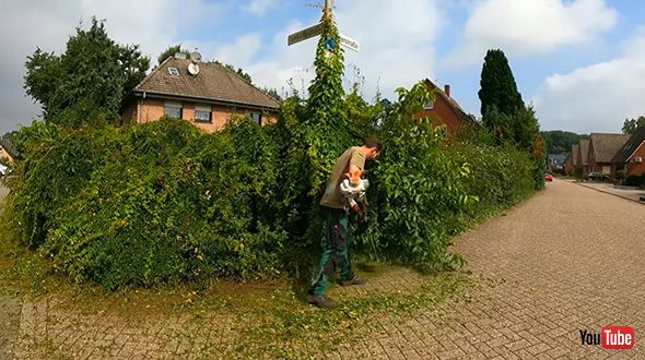 草木が生い茂った生垣