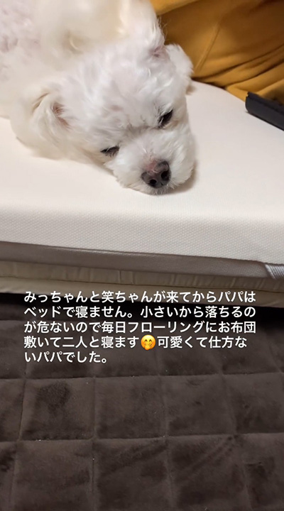 ベッドで寝ません眠るワンコ