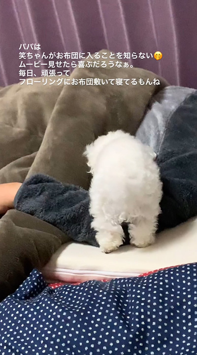 ワンコおしりアップ