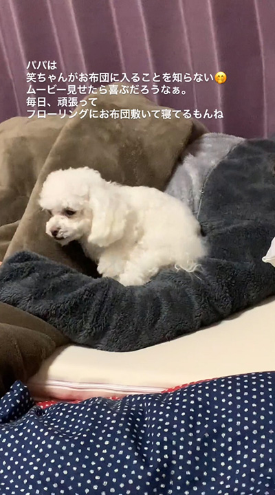 腕に入るワンコ