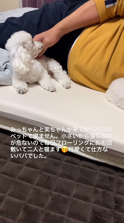 ベッドで寝ません横向きワンコ